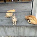 풍자농원 이미지