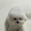 네발친구 | 강아지훈련 강아지교육 반려견방문훈련 네발아카데미 방문교육 후기