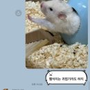 통큰딱다구리 이미지