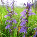 로벨리아 이미지