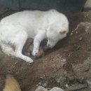 엄마는장금이 이미지