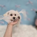 멈머링(mummuring) 네이버블로그