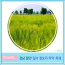 함안(부산) | 2025 함안 칠서 청보리 작약 축제 실시간 개화상태 5월 부산 경남 꽃 나들이