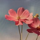 ITQ엑셀과 파워포인트 이미지