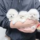 도그프렌즈 네이버블로그