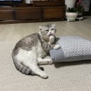 도도한 개냥이 이미지