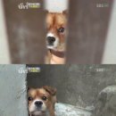 동물농장 이미지