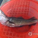명태