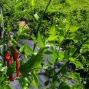 새순2농장 이미지