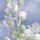 소피마리 이미지