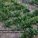 백제갈비 이미지