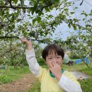 보라반의 배따기+서예도구+유아체육 이미지