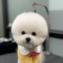 디얼독