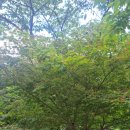 청파님 뷰티풀 선데이입니다. 이미지