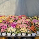 고와요 - 은평구 진관2로 15-8 | 고와요