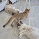 고양이카페 랙돌 | 부산 고양이 카페 추천,고양이랙돌카페(내돈내산)