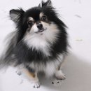 영심이살롱곰곰이호텔 | 의정부 용현동애견미용 가위컷전문 포메 곰돌이컷!
