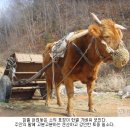 소달구지 - 거제시 | 소달구지