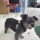 개귀여워 이미지