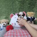 강아지 분양 프러포즈펫 | 광주광역시강아지분양 고양이분양 펫왕국 후기