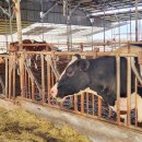 자석목장 이미지