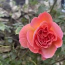 달콤하신협동조합 이미지