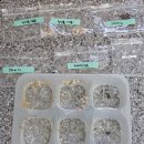 내가본꽃씨 이미지