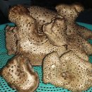 강림면356 이미지