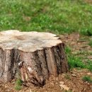 그루터기 이미지