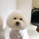 카페거리 동물병원 동행 이미지