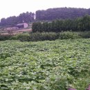 풍성한농장 이미지