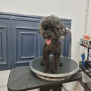 매직 펫 살롱 이미지