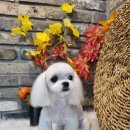 오도독뽀도독 이미지