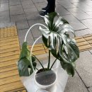우주타운 | [군포 꽃집] 꽃블리 군포산본점 - 싱싱한 꽃이 인상적인 꽃블리 추천후기