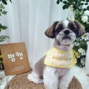 멍캣 이미지