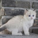 렉돌 냥이 이미지