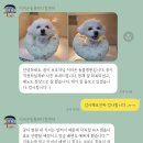 이리온 동물병원 | August 2023_우리집 (강)아지 중성화 수술 / 반려견 / 5살 / 치석제거 / 이리온병원