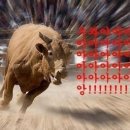 황소 Daum카페