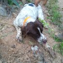 토끼사냥 이미지