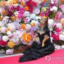 The Pet 이미지