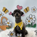 멍냥살롱 이미지