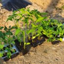 서울농약종묘사 이미지