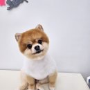 아모르 펫 살롱 이미지