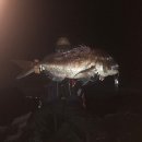 넙치민박 이미지