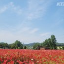 테마모텔 | 2026 자라섬 꽃 페스타 완전 정복 / 완벽 가이드: 역대 최대 10만9천㎡ 꽃밭 · 실질 2천원 · 관광지...