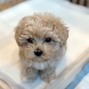 강아지분양 마이댕냥 일산점 | 일산 강아지분양 원마운트 마이댕냥