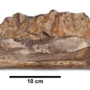 공룡발톱 이미지