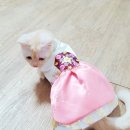 펫코디디자인연구소
