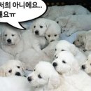 개판오분전 이미지