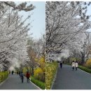 장안벚꽃길 이미지